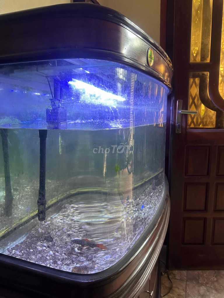 bể. Mua bán Thú cưng khác tại Quận Hải An Hải Phòng được đăng bởi Bống Phạm hình 1