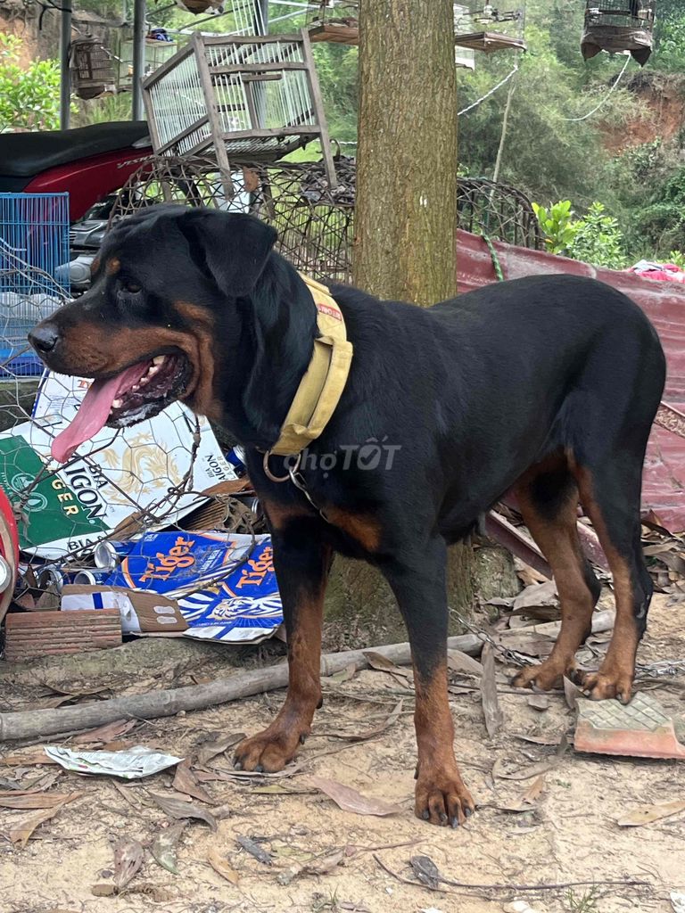 rott cái săp lên giống. Mua bán Chó tại Thành phố Biên Hòa Đồng Nai được đăng bởi Thienthinh thú cưng tam phước hình 3