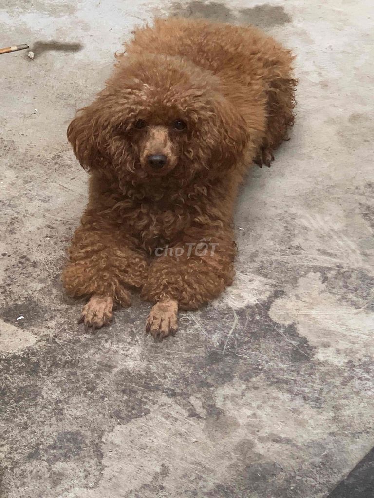 Chó Poodle nâu. Mua bán Chó tại Thành phố Hải Dương Hải Dương được đăng bởi Trường Lê Vũ hình 1