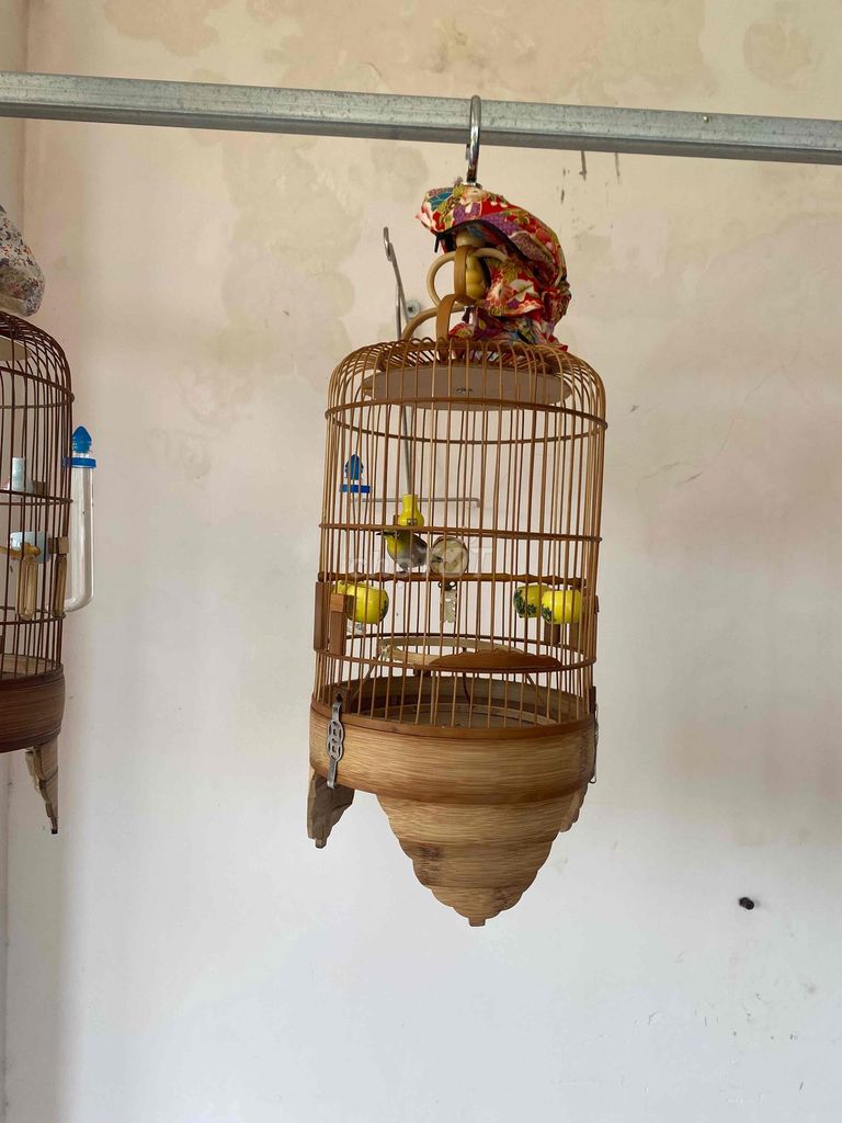 Chim Khoen xanh màu Xanh. Mua bán Chim tại Thành phố Vũng Tàu Bà Rịa - Vũng Tàu được đăng bởi tien hình 1