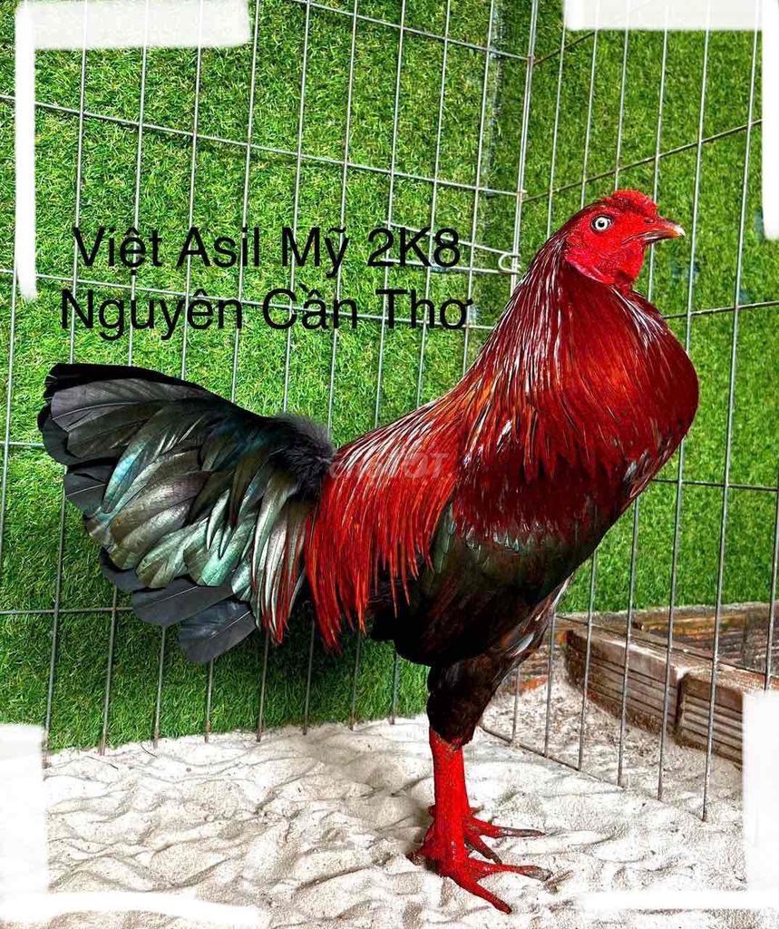 Việt Asil Mỹ 2K8 Tay Tròn Do