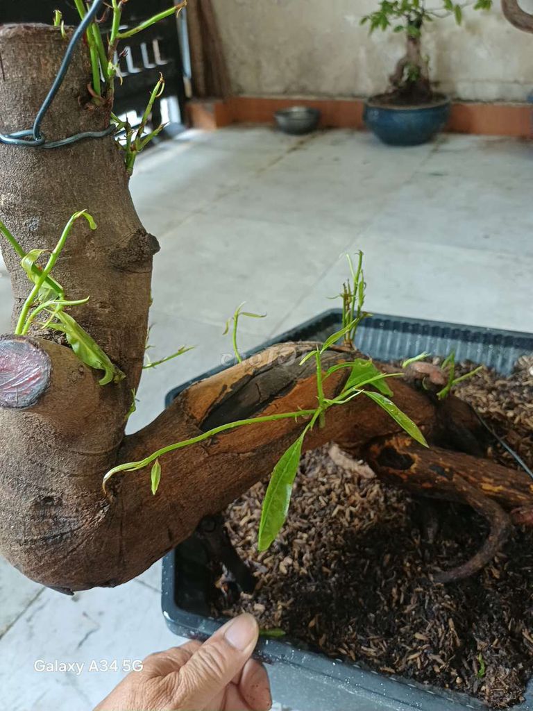 Mai phôi bonsai Giảo Thủ Đức 20cm. Mua bán Cây cảnh, đồ trang trí tại Thành phố Thủ Đức Tp Hồ Chí Minh được đăng bởi phú sỹ  hình 1
