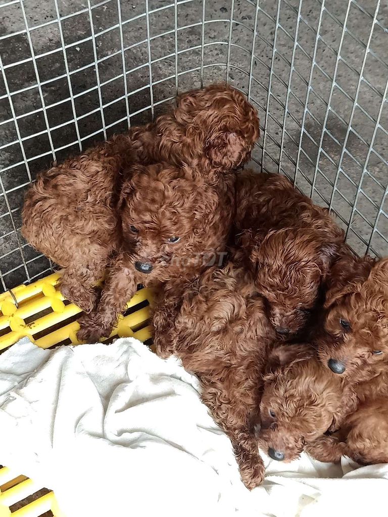 Bầy chó  Poodle 2 tháng