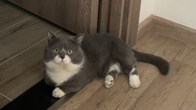 Mèo munchkin bicolor