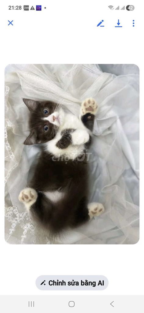 Mèo ALN Choco 2 tháng đã tiêm 1 mũi. Mua bán Mèo tại Quận Hoàng Mai Hà Nội được đăng bởi Hương  hình 1