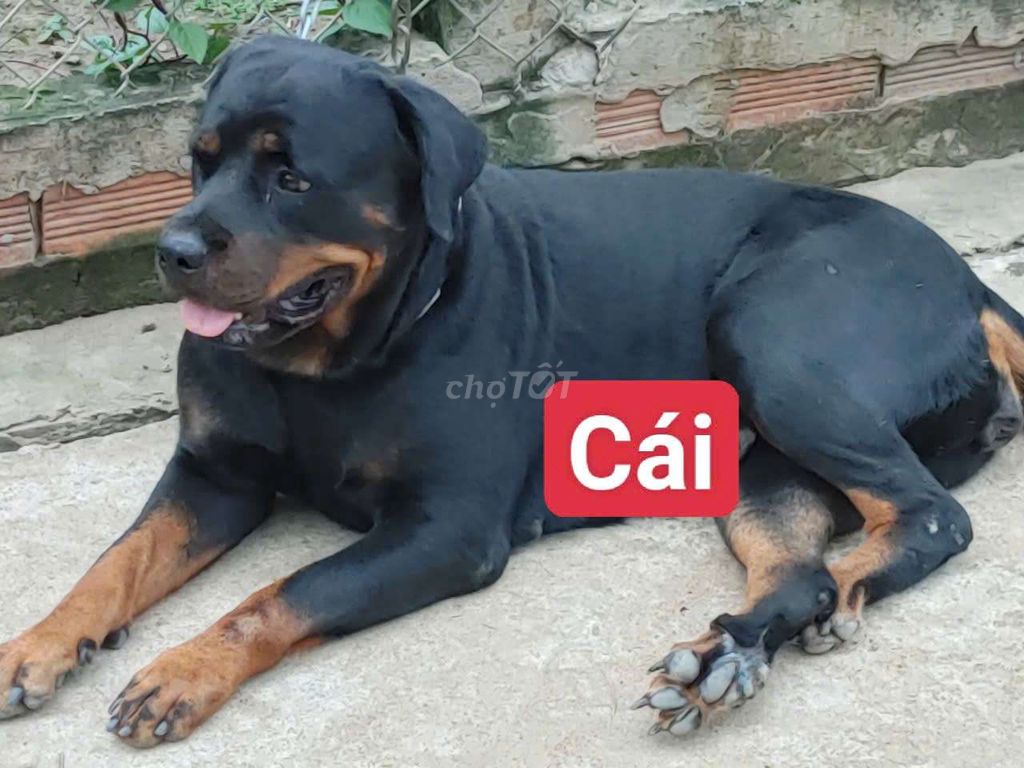 Bán Rottweiler Cái Khủng Long. Mua bán Chó tại Thành phố Thủ Dầu Một Bình Dương được đăng bởi Nhân Rottweiler  hình 2