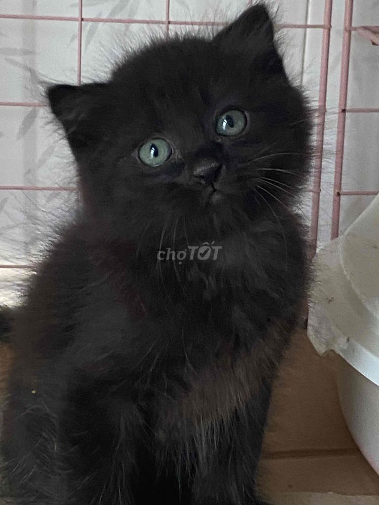 Mèo Aln đen đực hơn 2th. Mua bán Mèo tại Quận 8 Tp Hồ Chí Minh được đăng bởi Thanh thúy hình 1
