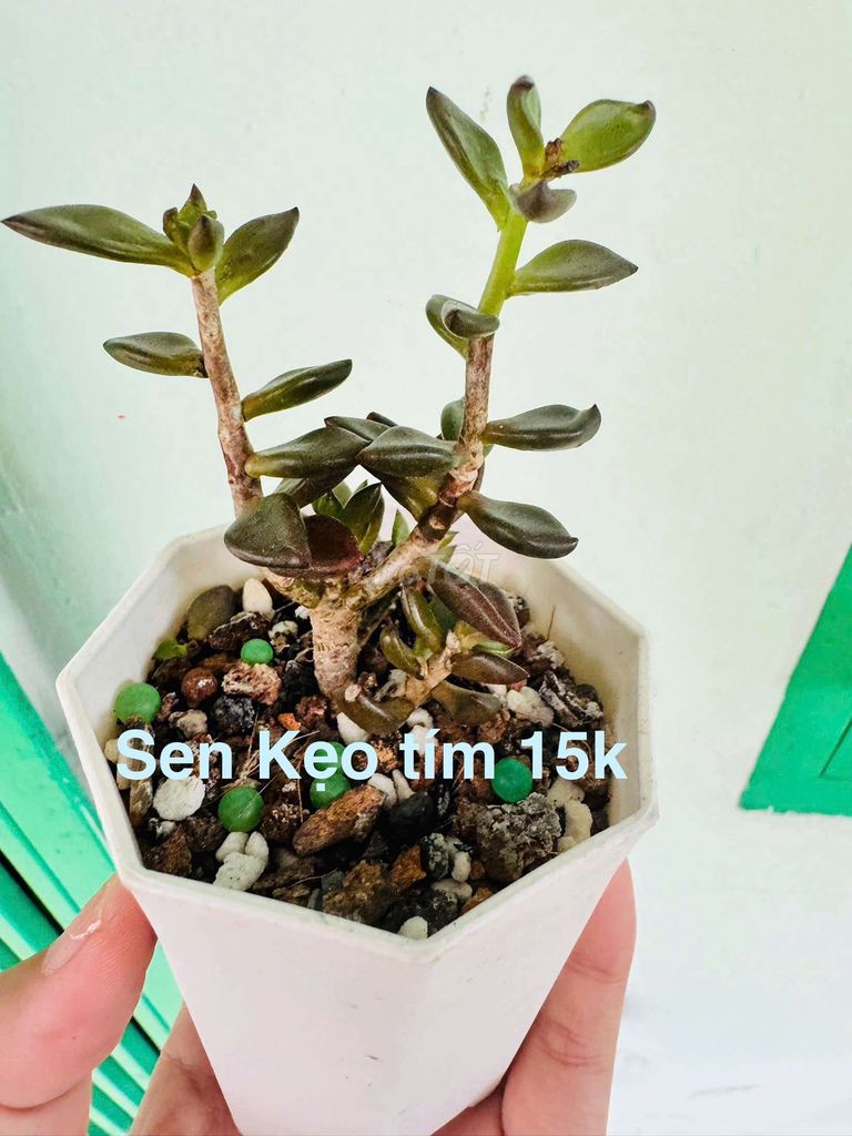 Sen đá