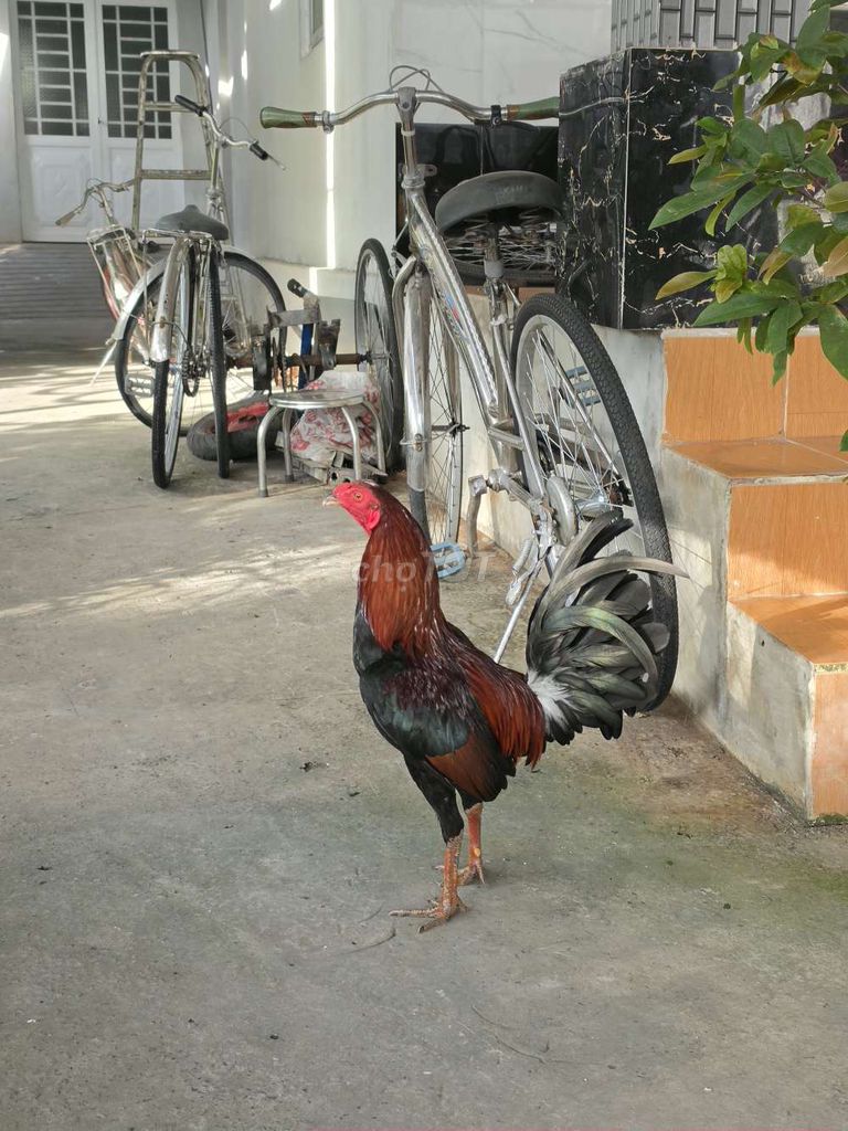 Gà tre Đực Xanh 1.6kg Khỏe mạnh. Mua bán Gà tại Huyện Long Hồ Vĩnh Long được đăng bởi Khánh Đăng hình 1
