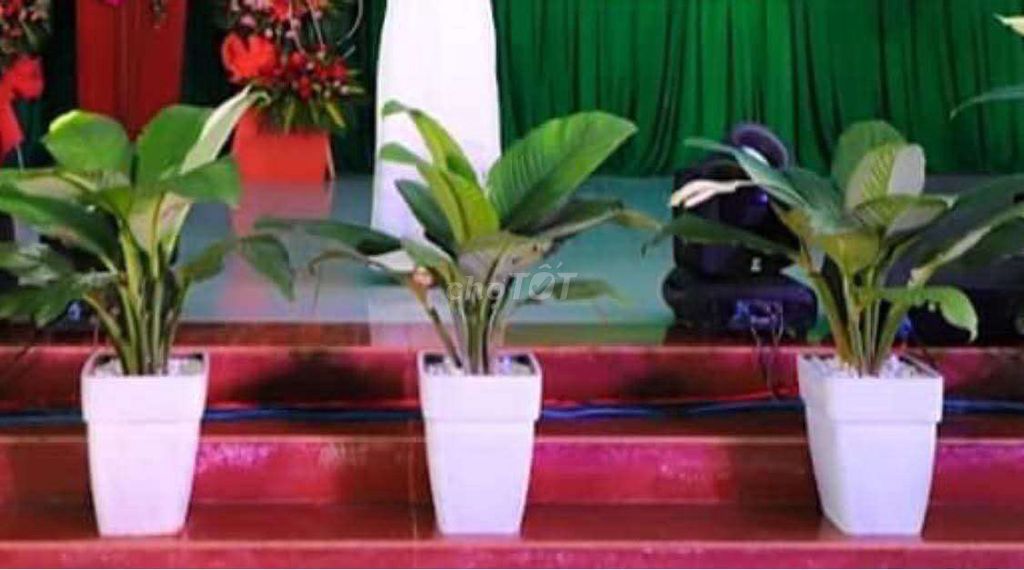 Cây cảnh Đại phú gia. Mua bán Cây cảnh, đồ trang trí tại Thành phố Buôn Ma Thuột Đắk Lắk được đăng bởi Việt Mỹ hình 1