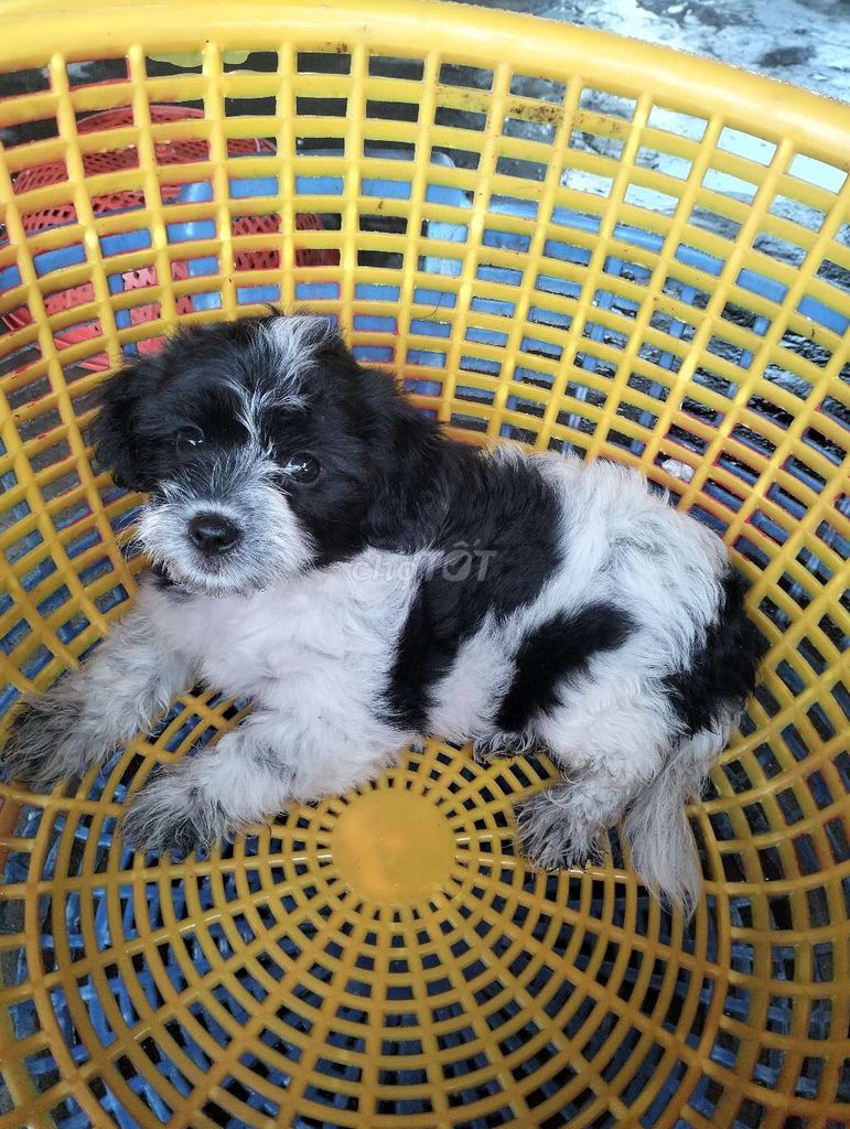 chó poodle. Mua bán Chó tại Huyện Bàu Bàng Bình Dương được đăng bởi Nghi Nguyễn  hình 1