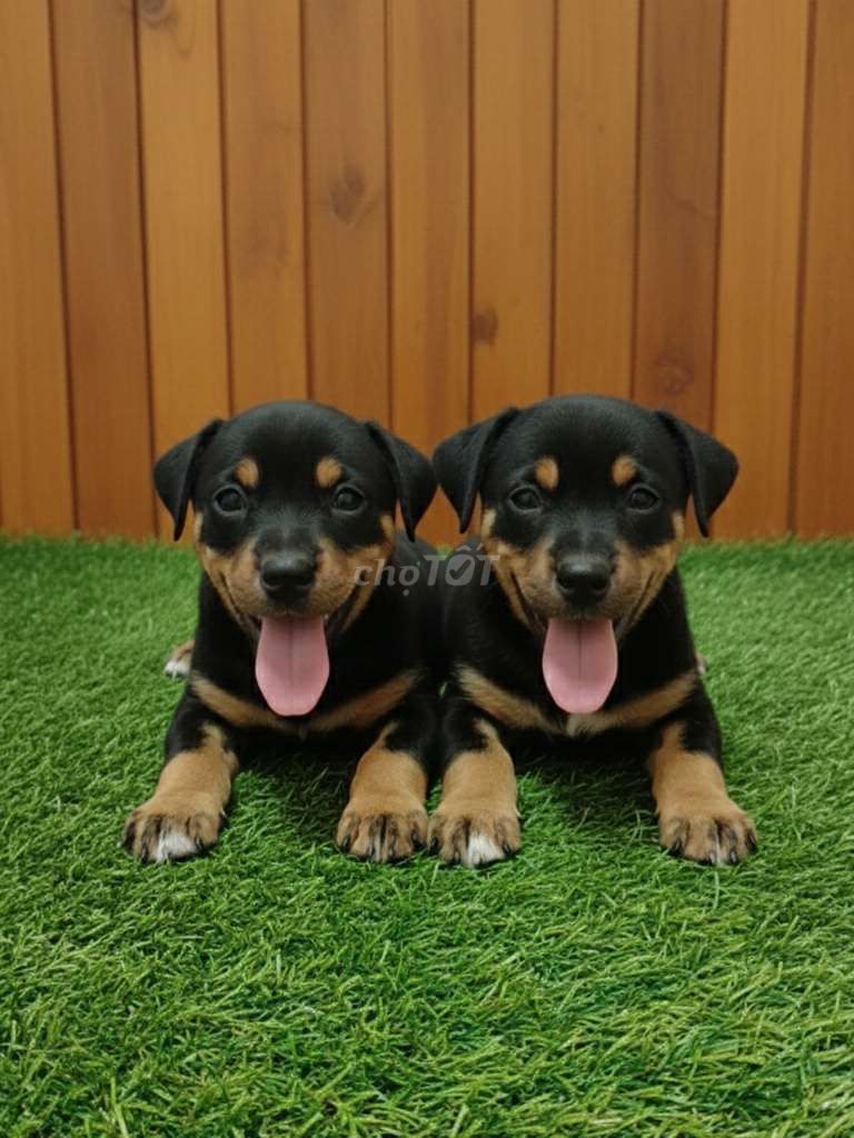 Rottweiler F1 đực, cái 2 tháng tuổi có sổ đã tiêm. Mua bán Chó tại Quận 12 Tp Hồ Chí Minh được đăng bởi Thi Thi hình 1