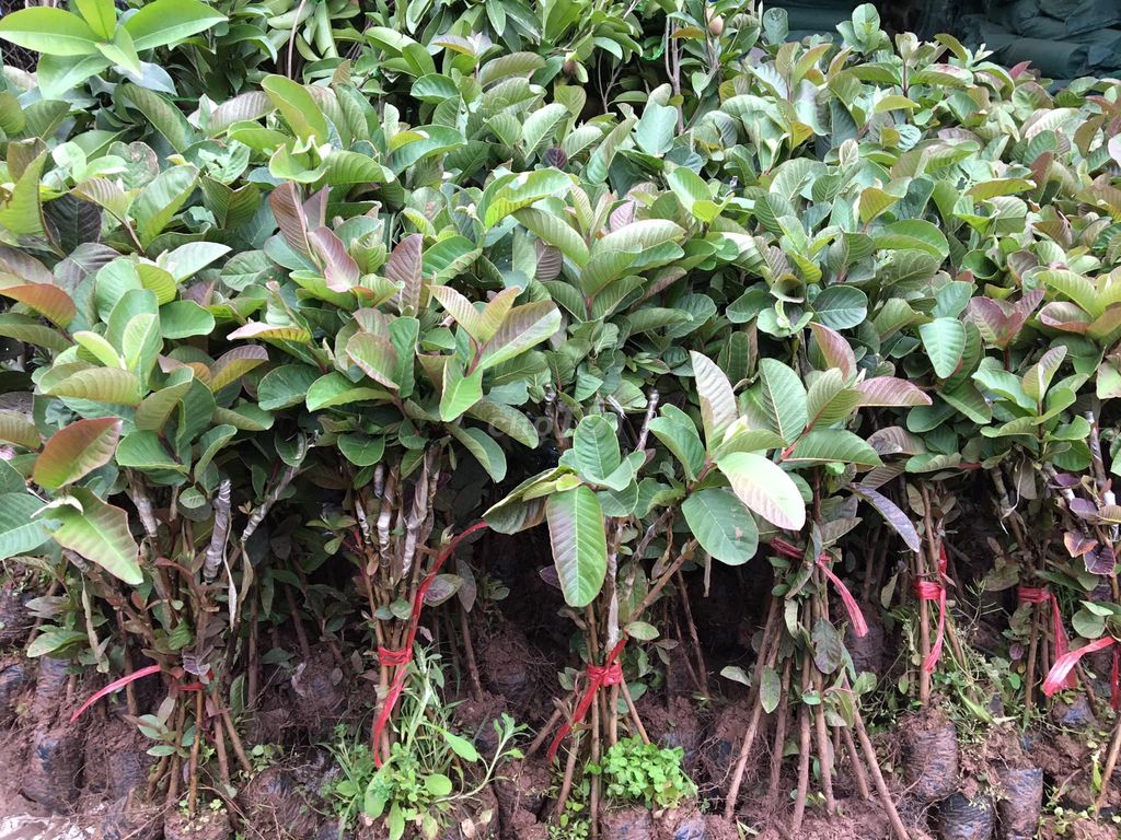 Cây giống Ổi tím Nhà Vườn Tuấn Muôn. Mua bán Đồ chuyên dụng, Giống nuôi trồng tại Huyện Gia Lâm Hà Nội được đăng bởi Cây Giống Kinh Tế hình 1