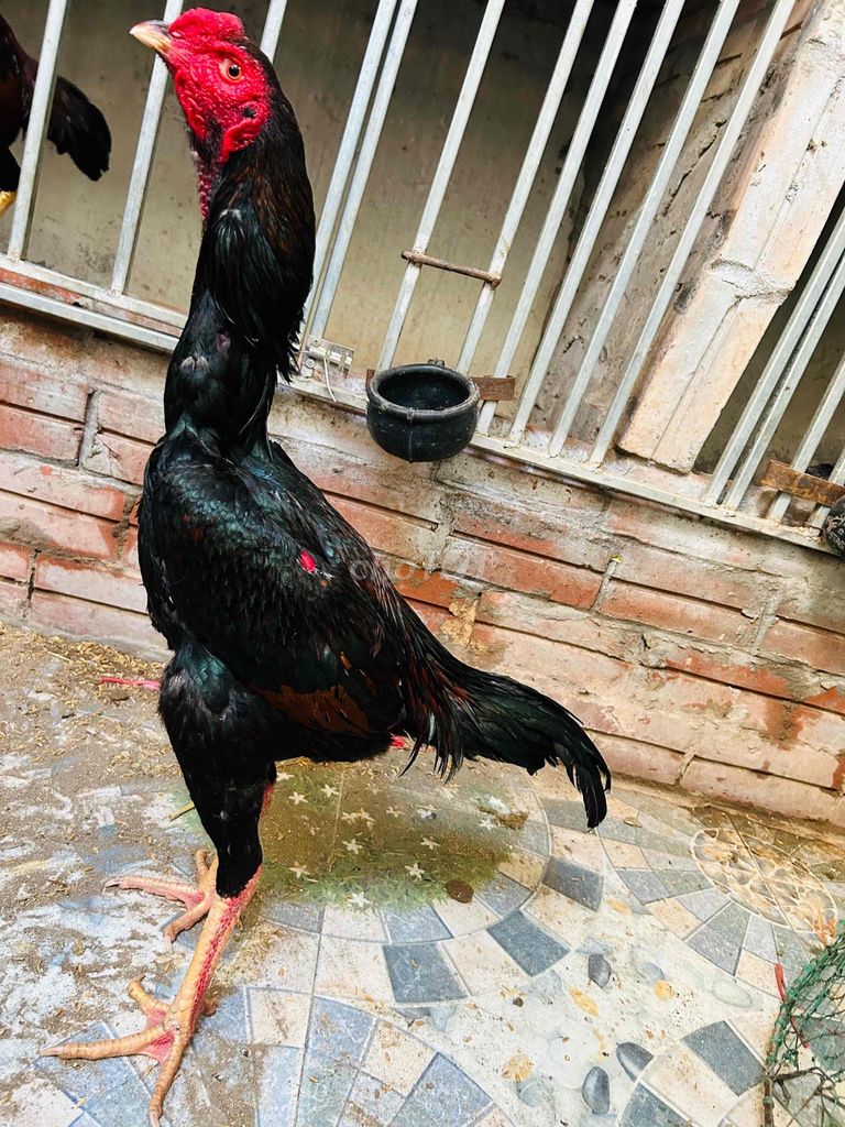 tía bịp. Mua bán Gà tại Huyện Thanh Trì Hà Nội được đăng bởi Thuỷ hình 1