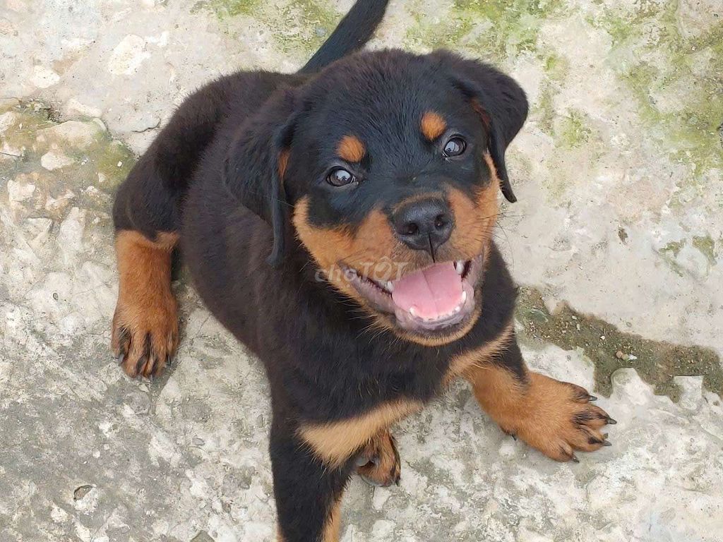 Rottweiler Cái...12