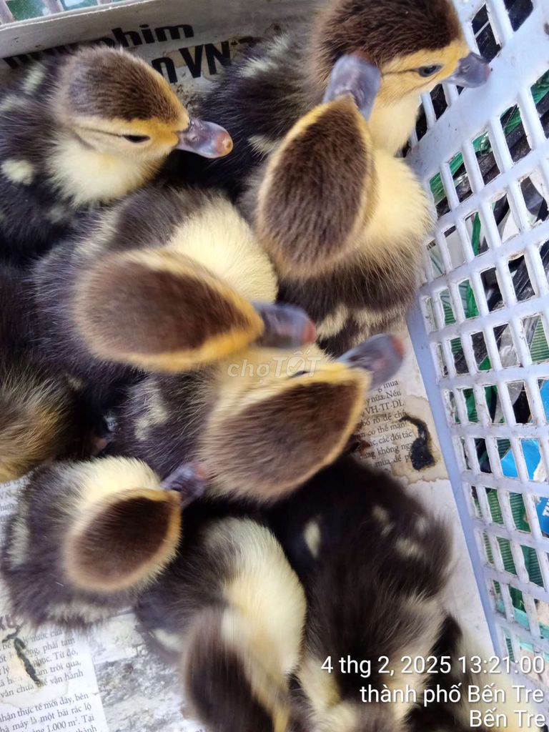 Chuyên cung cấp vịt xiêm con, vịt xiêm giống. Mua bán Thú cưng khác tại Thành phố Bến Tre Bến Tre được đăng bởi Phạm Thị Thảo Trinh hình 1