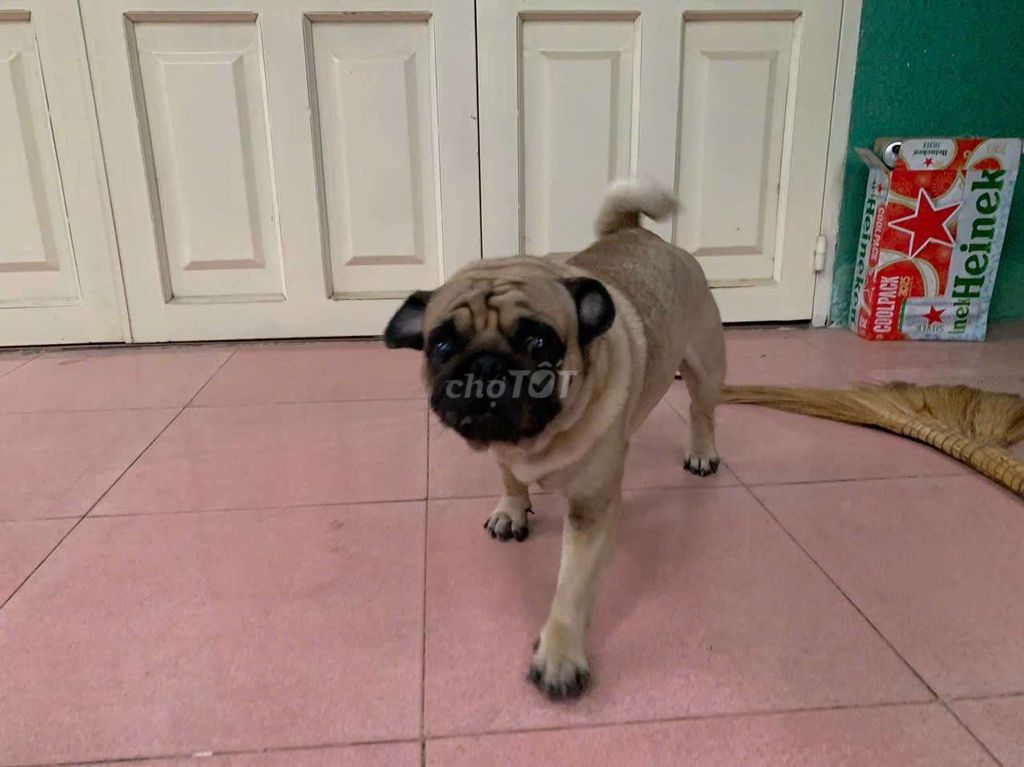 Đi nước ngoài không chăm Pug đc