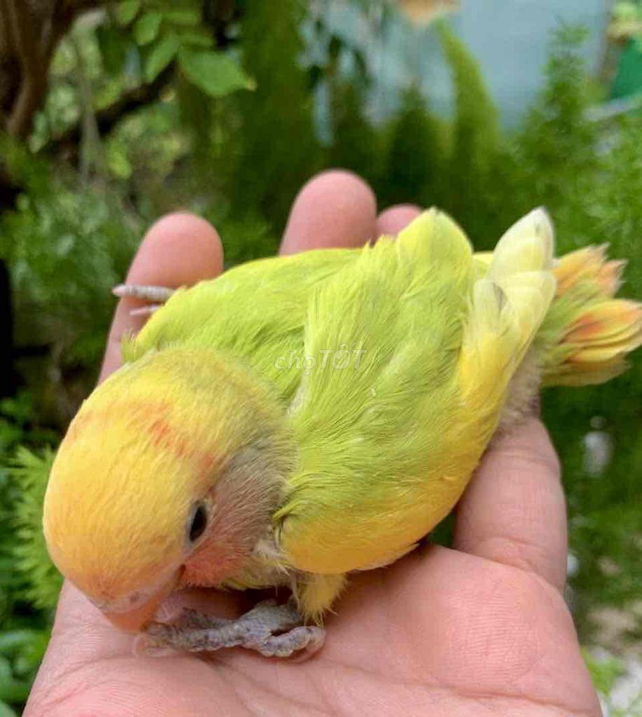 Cho Vẹt Lovebird baby ngoan hiền chăm bột. Mua bán Chim tại Huyện Bình Chánh Tp Hồ Chí Minh được đăng bởi Đỗ Ngọc Tú hình 1