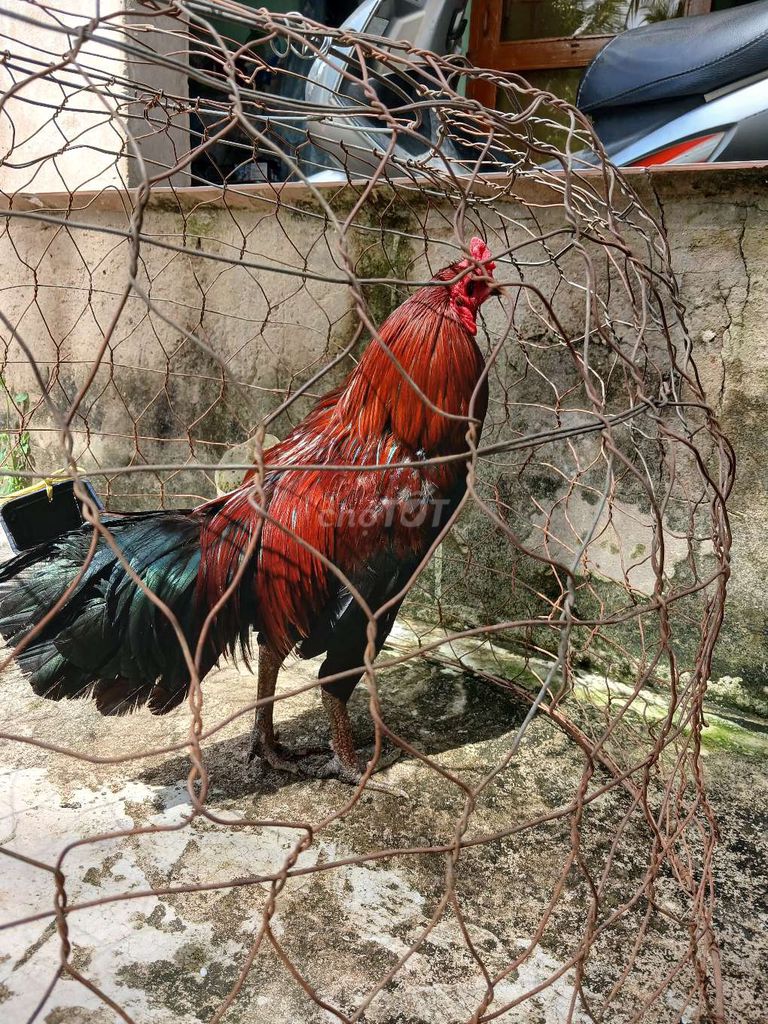 Gà trống Đỏ đen 3kg hơn đã tiêm. Mua bán Gà tại Quận Cái Răng Cần Thơ được đăng bởi PHÁT TÀI 68  hình 1
