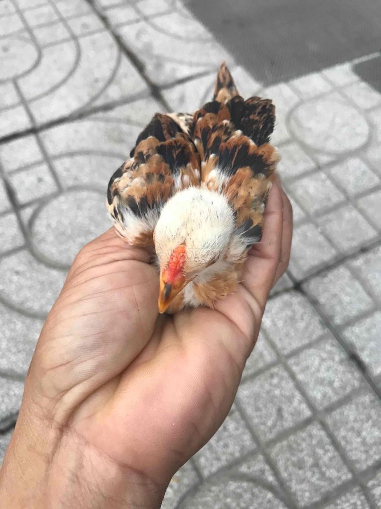 Gà Tre Bắc. Mua bán Gà tại Quận Ninh Kiều Cần Thơ được đăng bởi ABC hình 1