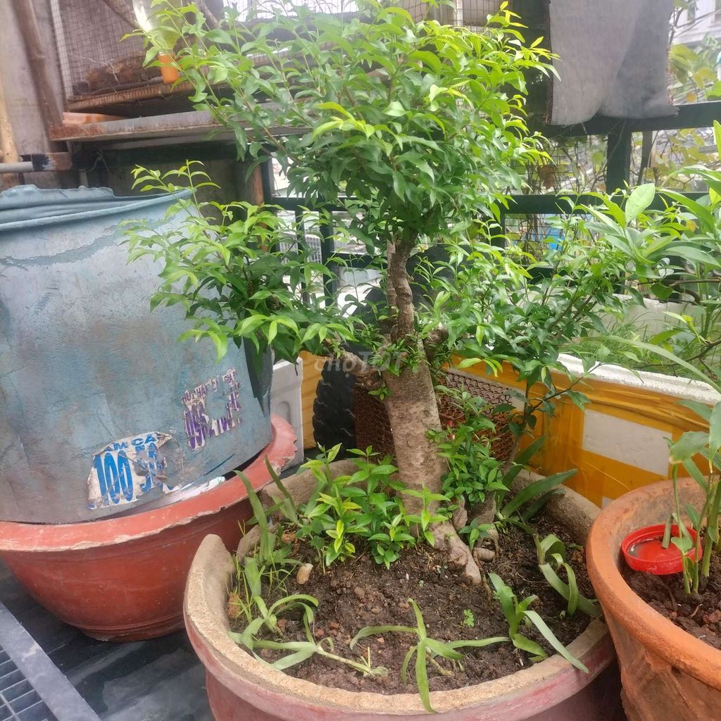 Cây cảnh Bonsai. Mua bán Cây cảnh, đồ trang trí tại Thành phố Thuận An Bình Dương được đăng bởi Đinh Tiễn hình 1