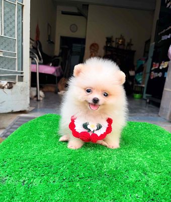 Chó Phốc sóc thuần trắng nhà đẻ ( như hình)