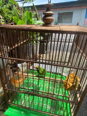 thanh tước. Mua bán Chim tại Quận Bình Thạnh Tp Hồ Chí Minh được đăng bởi Venom
