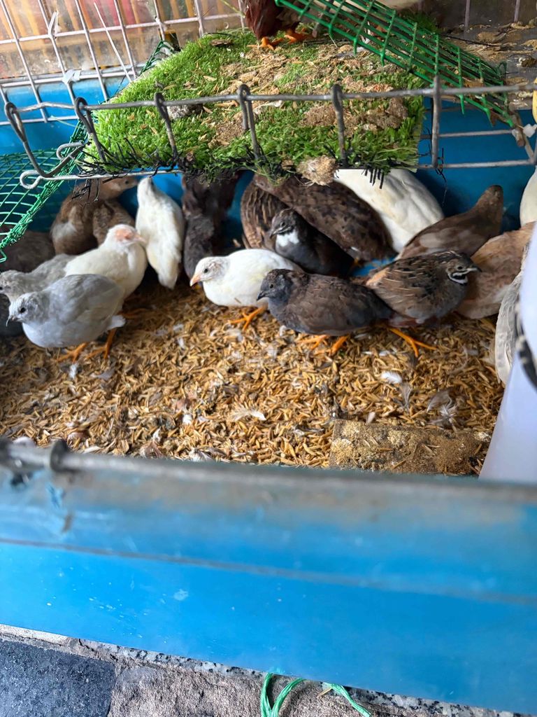 Cặp Gà Rutin nhiều màu. Mua bán Gà tại Quận 3 Tp Hồ Chí Minh được đăng bởi Bích Dương hình 1