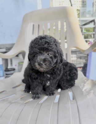 poodle thuần chủng. Mua bán Chó tại Quận Bình Tân Tp Hồ Chí Minh được đăng bởi hồng nhung