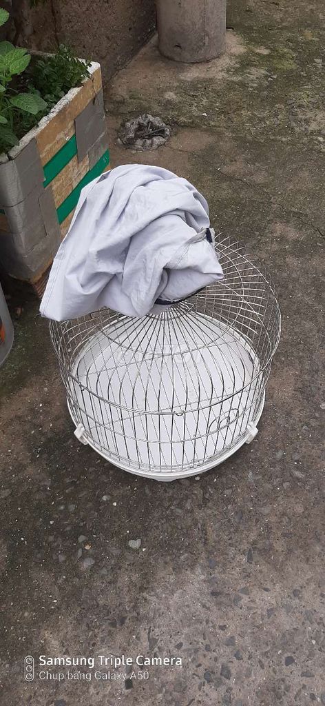lồng chim inox. Mua bán Phụ kiện, Thức ăn, Dịch vụ tại Huyện Nhà Bè Tp Hồ Chí Minh được đăng bởi phước tấn hình 1