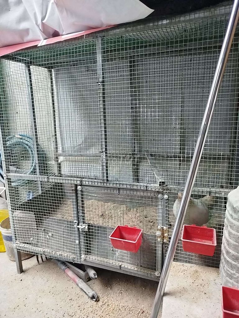tìm Gà tre Bắc mini giá rẻ . Mua bán Gà tại Thành phố Thuận An Bình Dương được đăng bởi Vịt hình 1