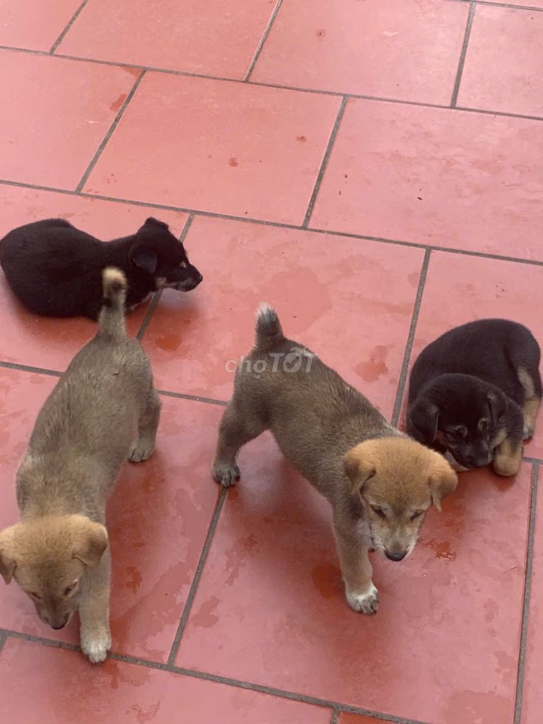 chó con mông cộc. . Mua bán Chó tại Huyện Thái Thụy Thái Bình được đăng bởi Minh Lê hình 1