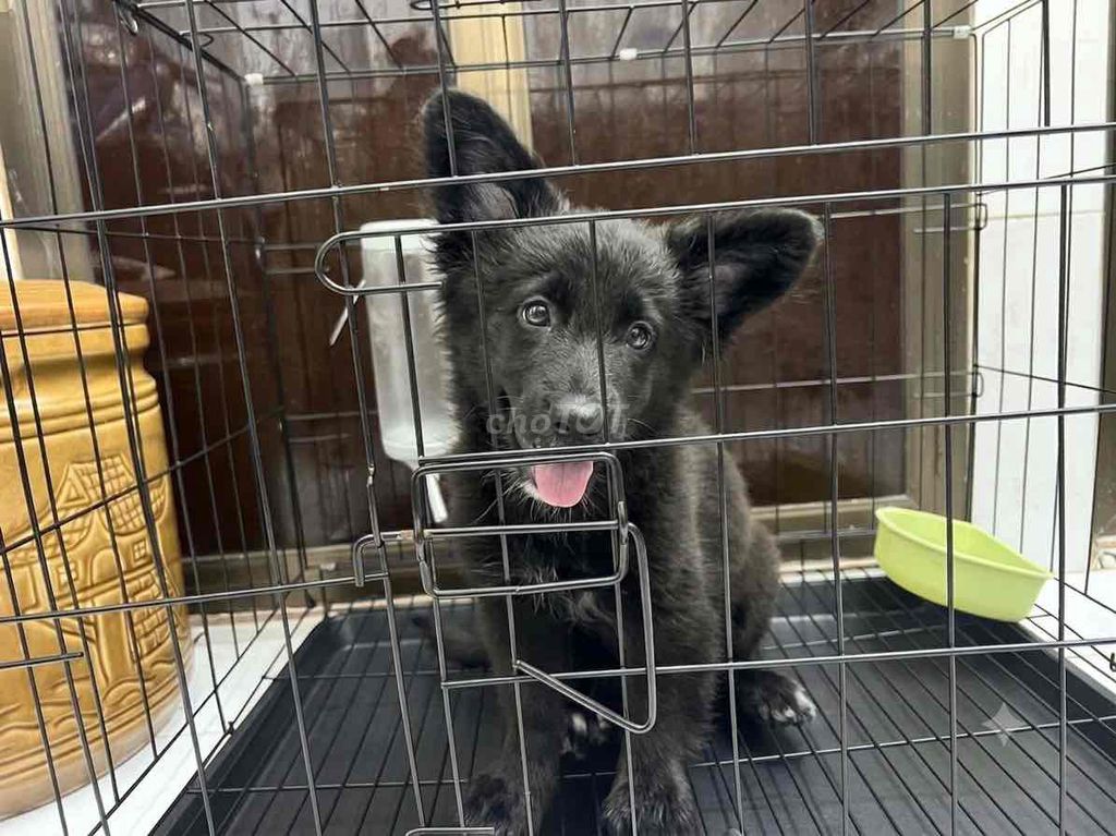 Chó Corgi lai chó cỏ. Màu đen ánh nâu lông xù. Mua bán Chó tại Quận 7 Tp Hồ Chí Minh được đăng bởi Triệu Như hình 1