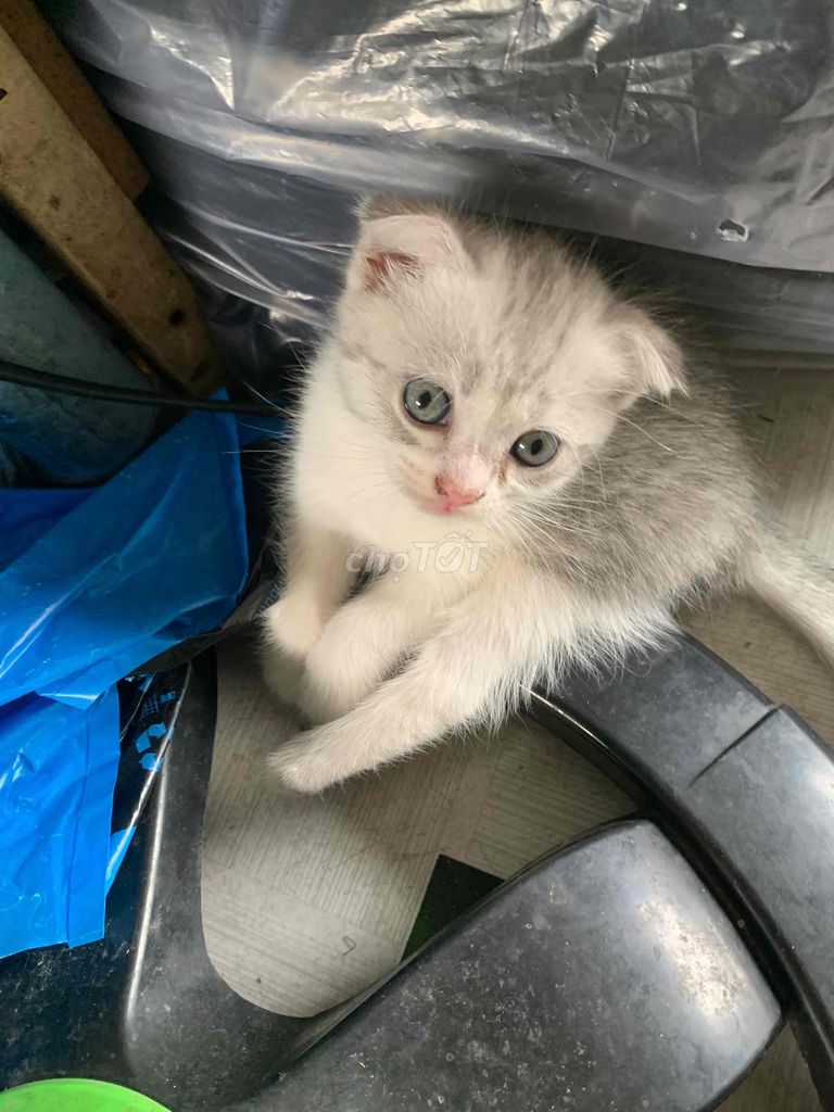 Mèo Tai cụp 1 tháng tuổi. Mua bán Mèo tại Quận 12 Tp Hồ Chí Minh được đăng bởi Nhà Nhỏ Xinh Q12 hình 1