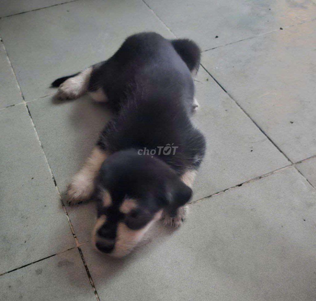 Chó con lai Phú Quốc. Mua bán Chó tại Quận 3 Tp Hồ Chí Minh được đăng bởi GIAO hình 2