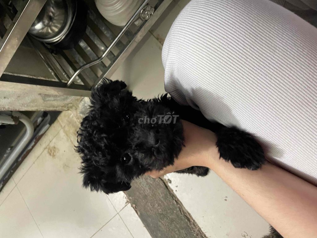 chó poodle 1 đực  size nhỏ không quá 3kg