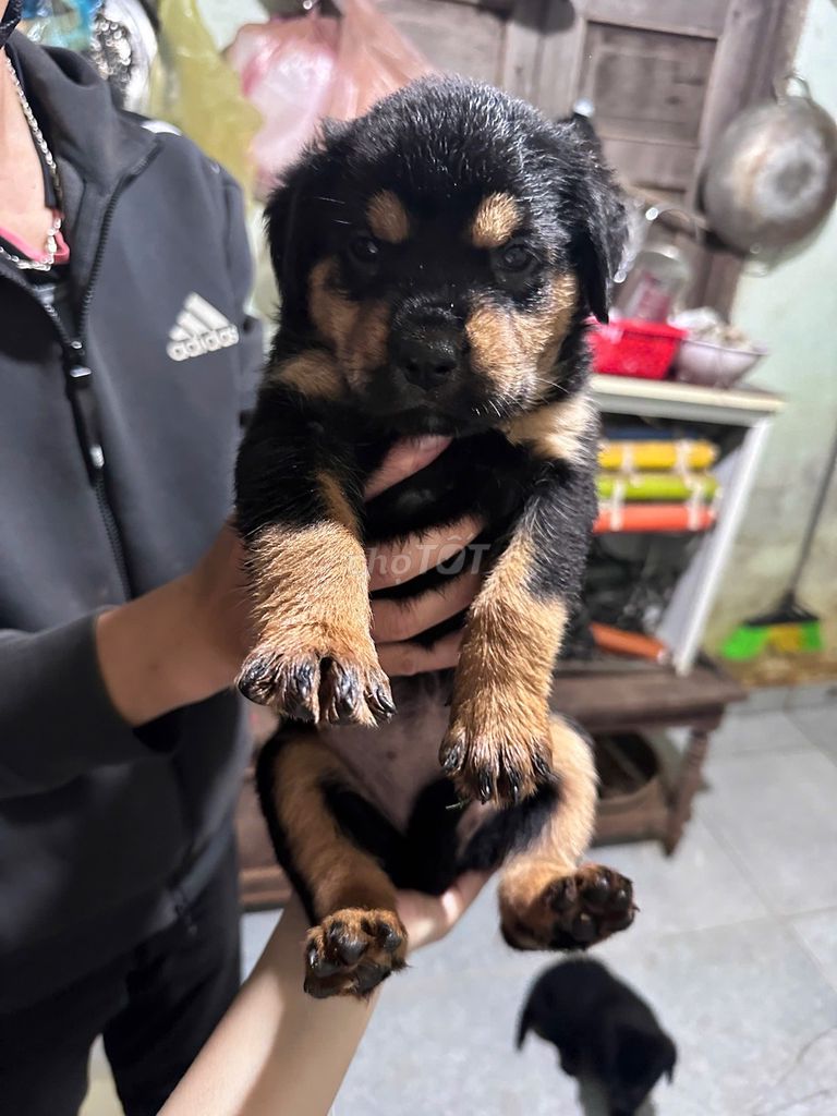 Chó Rottweiler Đen vàng chó con. Mua bán Chó tại Thành phố Buôn Ma Thuột Đắk Lắk được đăng bởi Mai Phương Nguyễn hình 2