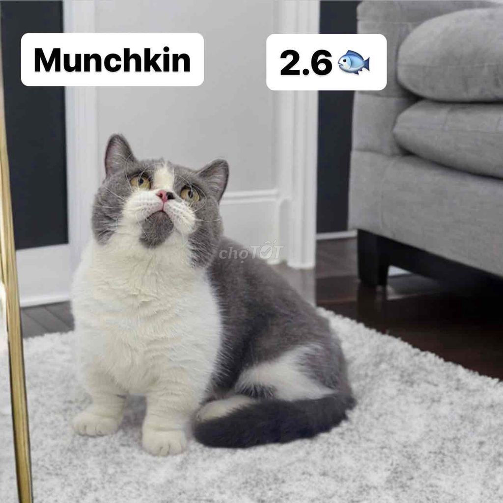 munchkin