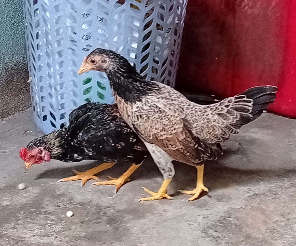 Cặp gà tre bắc . Mua bán Gà tại Quận Tân Phú Tp Hồ Chí Minh được đăng bởi Tiger hình 1
