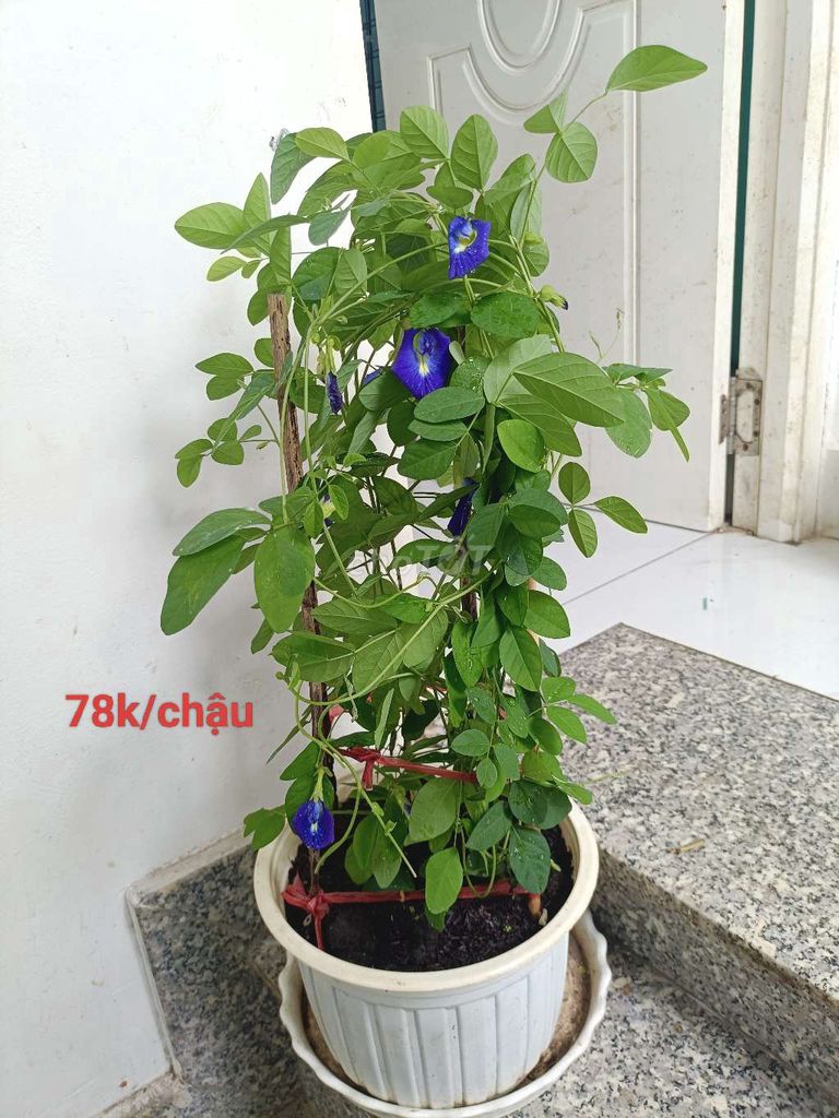Cây Đậu biếc Xanh tím Đang ra hoa. Mua bán Cây cảnh, đồ trang trí tại Quận 6 Tp Hồ Chí Minh được đăng bởi sunshine  hình 1
