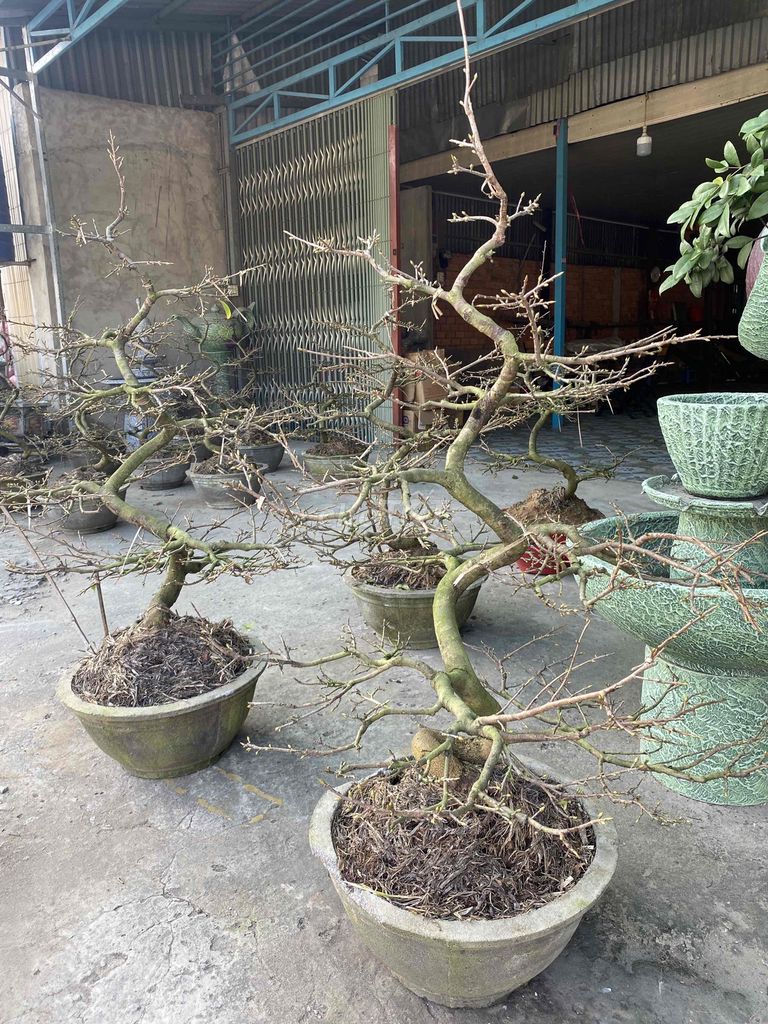 Mai vàng Bonsai thuần chậu