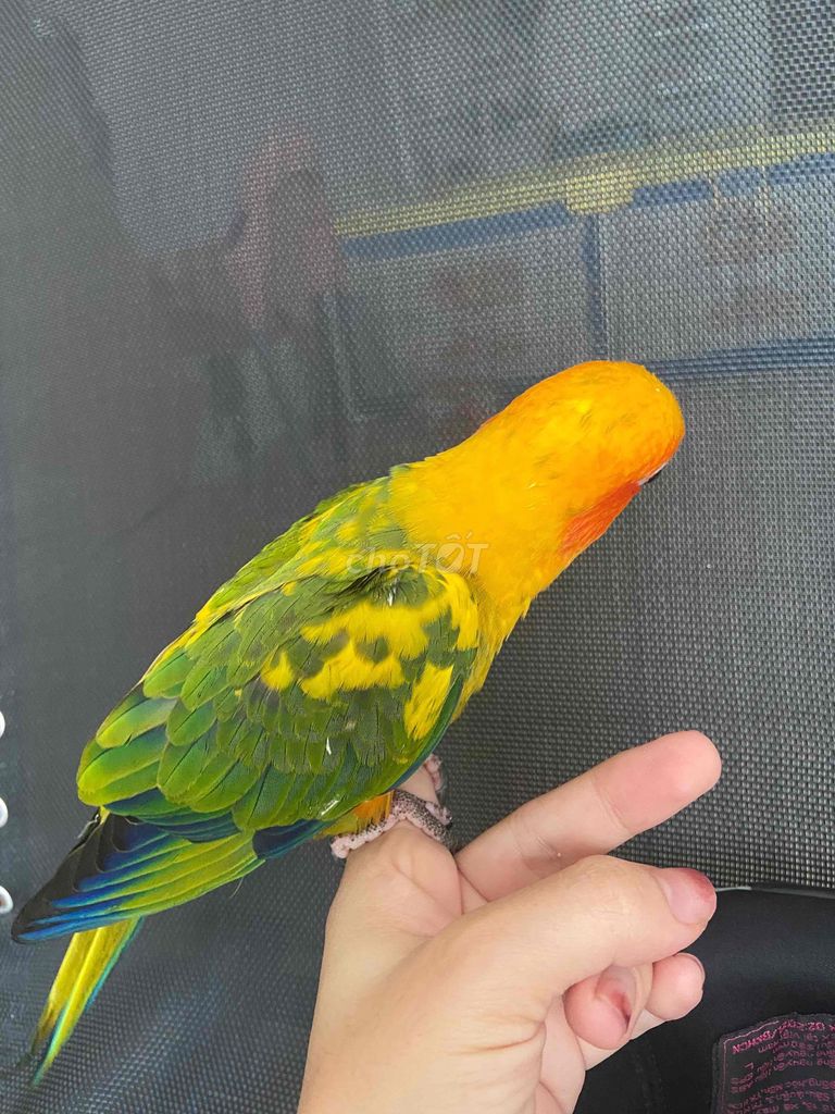 Chim Vẹt Sun Conure trống 3 tháng tuổi. Mua bán Chim tại Quận Bình Tân Tp Hồ Chí Minh được đăng bởi Soa Duong hình 1