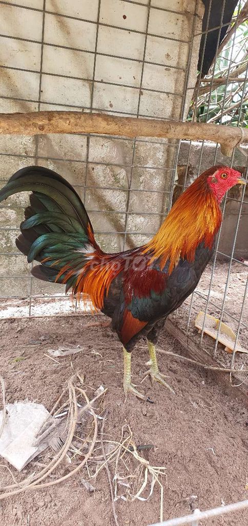 Gà tre Asil hath 1.3kg 8 tháng. Mua bán Gà tại Huyện Củ Chi Tp Hồ Chí Minh được đăng bởi Nhân hình 1
