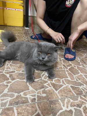 Mèo Anh lông ngắn màu xám đực. Mua bán Mèo tại Quận Sơn Trà Đà Nẵng được đăng bởi Amaterasu