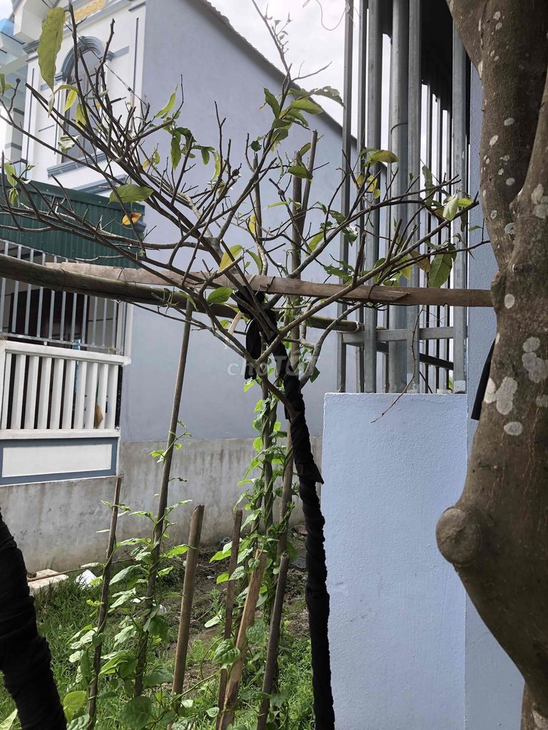 Cây giẻ hoa vàng xanh tươi. Mua bán Cây cảnh, đồ trang trí tại Huyện Nông Cống Thanh Hóa được đăng bởi Lich dovan hình 1