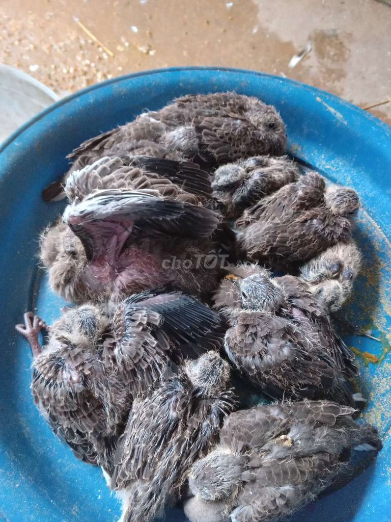 Chim cu gáy Nâu xám Giọng hay Khỏe mạnh. Mua bán Chim tại Huyện Đức Hòa Long An được đăng bởi cu hình 1