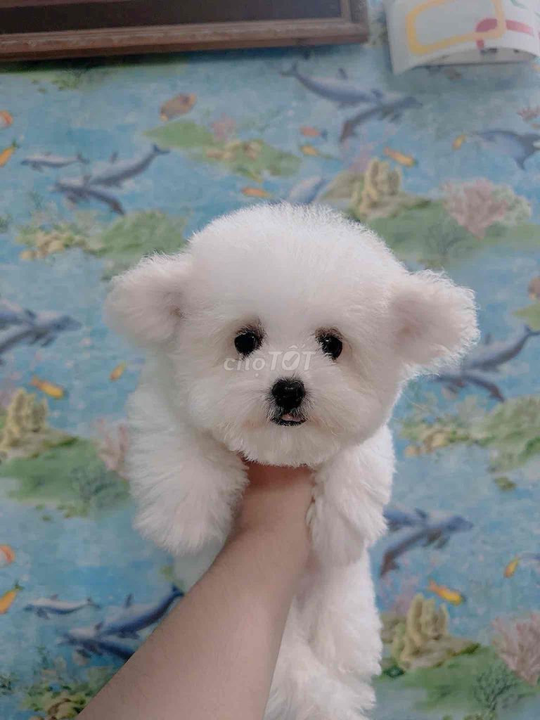 Chó Bichon cái 🧸🧸