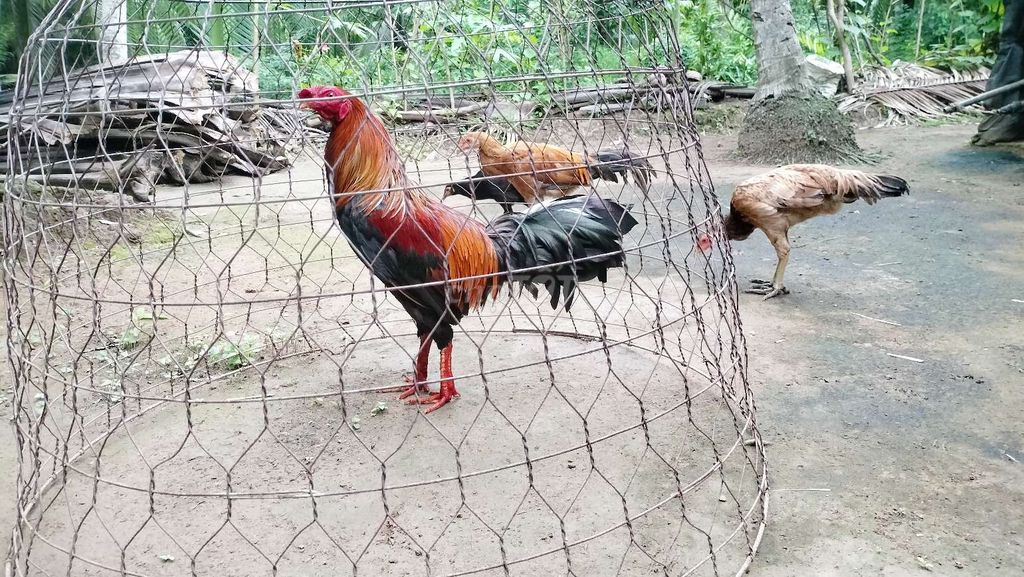 Điều lai 2kí6 hàng giỏi. Mua bán Gà tại Huyện Mỏ Cày Bắc Bến Tre được đăng bởi Huy Bến Tre hình 1