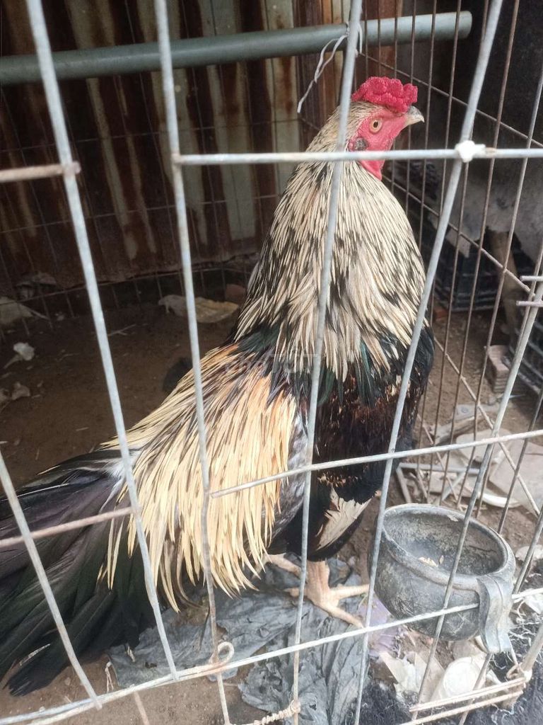 Gà chọi Đực 2.8kg Đen, vàng, đỏ. Mua bán Gà tại Huyện Bình Chánh Tp Hồ Chí Minh được đăng bởi Linh Nguyen hình 1