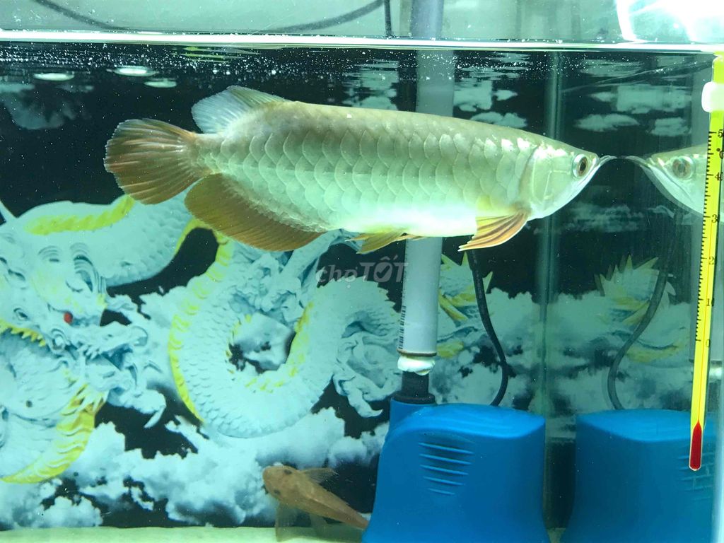 Cá Kim long Vàng 24-25cm. Mua bán Thú cưng khác tại Quận 11 Tp Hồ Chí Minh được đăng bởi THANH TÙNG hình 1